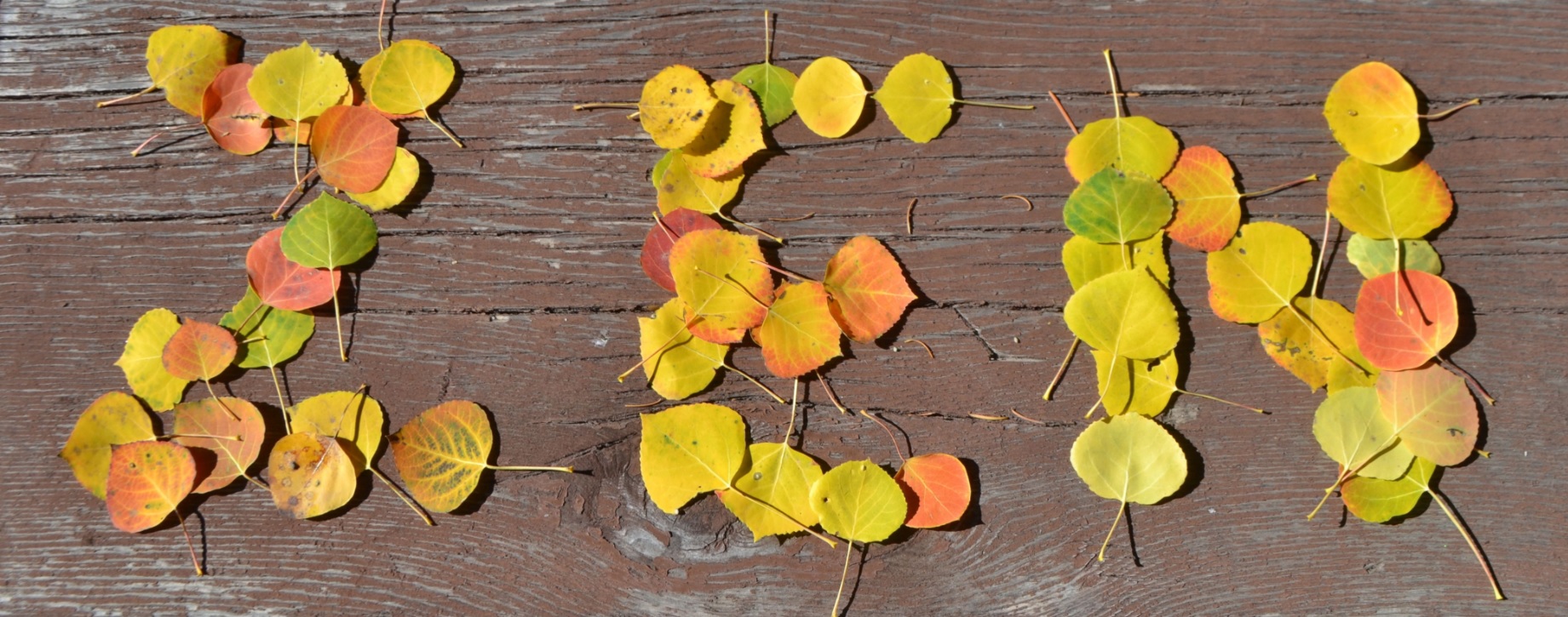 Feuilles Zen